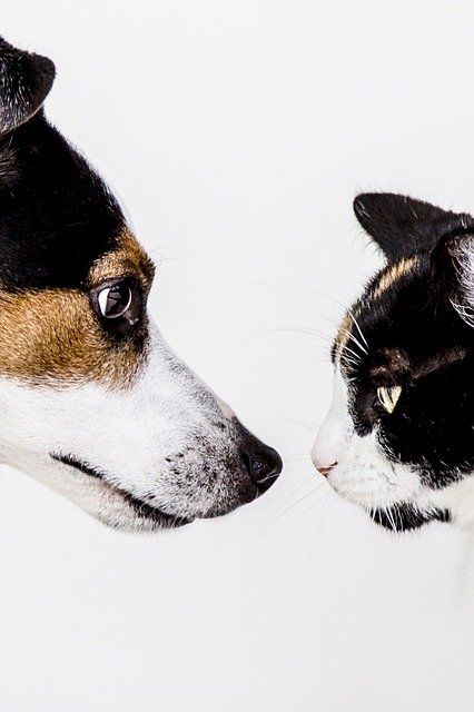 CTO et CEO, l'importance d'une bonne relation